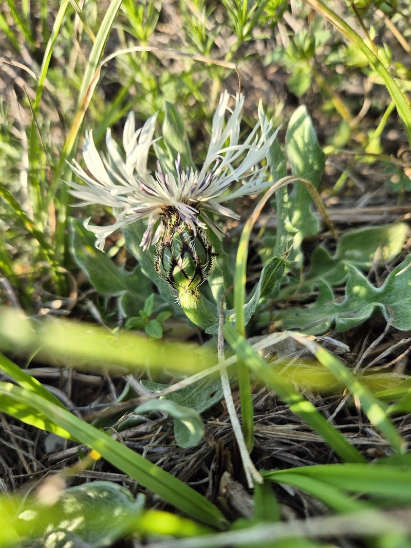 Centaurea thirkei photo 4