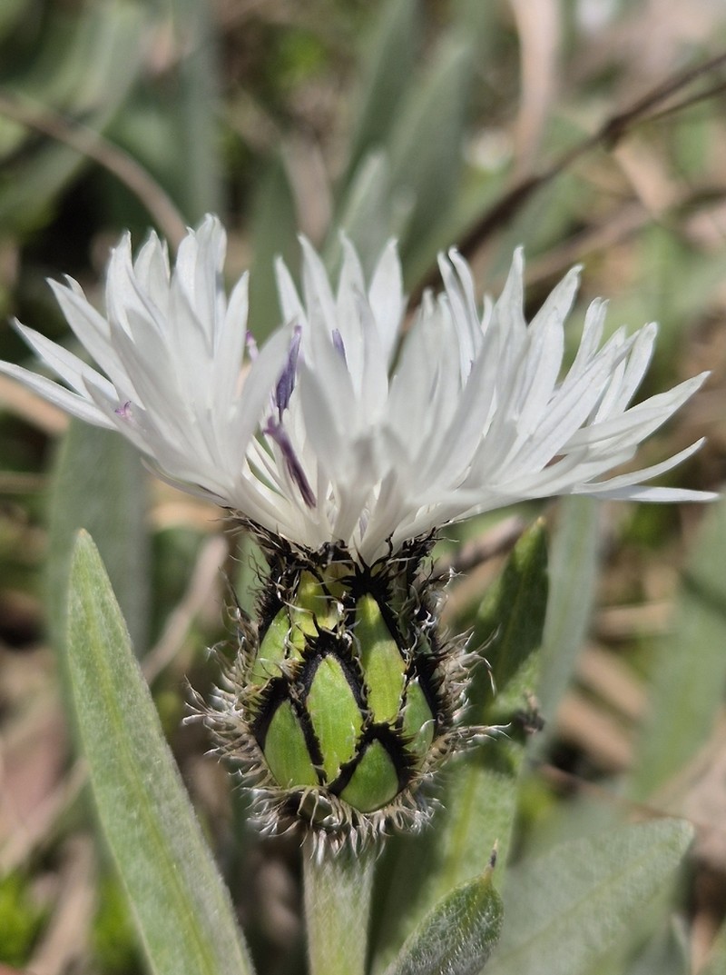 Centaurea thirkei photo 5