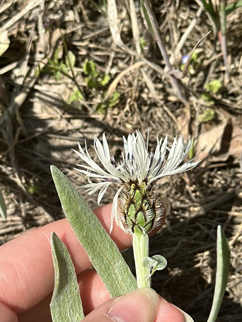 Centaurea thirkei photo 6