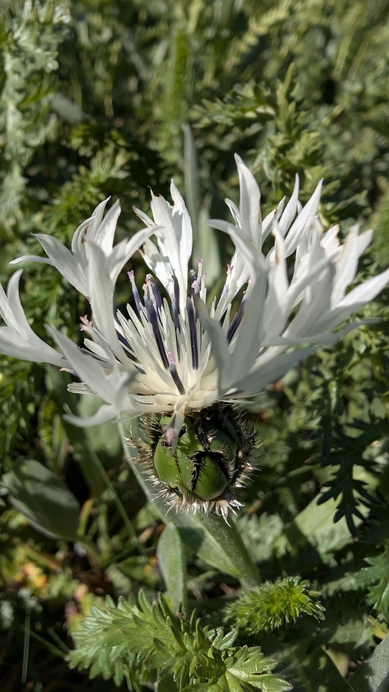 Centaurea thirkei photo 7
