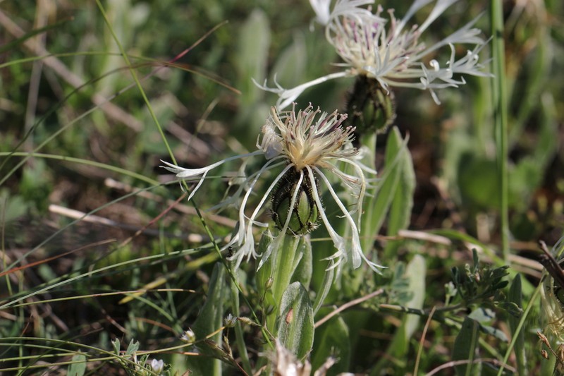 Centaurea thirkei photo 8