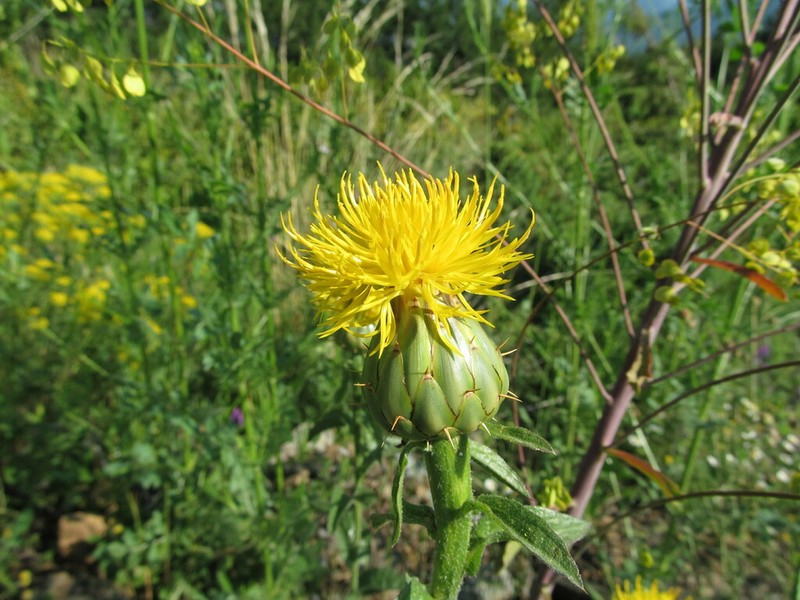 Centaurea thracica