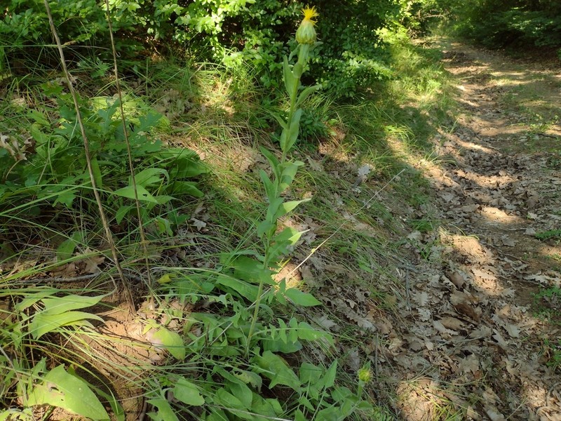 Centaurea thracica photo 2
