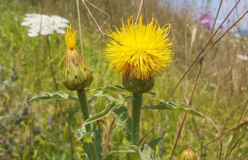 Centaurea thracica photo 4