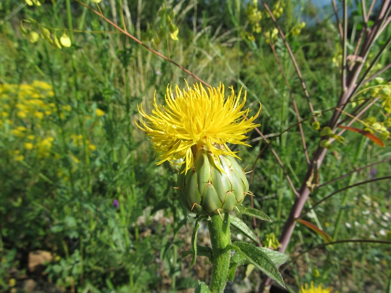 Centaurea thracica photo 5