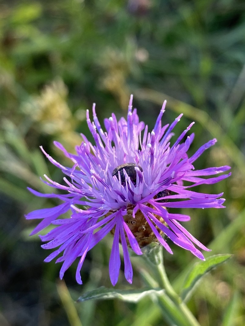 Centaurea thuillieri photo 2