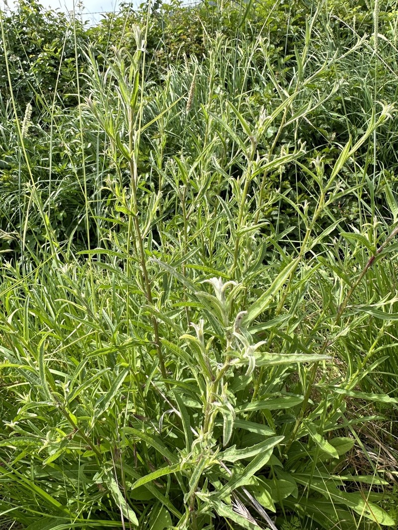 Centaurea thuillieri photo 3