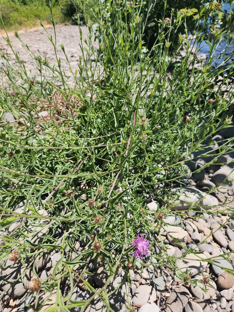 Centaurea thuillieri photo 5