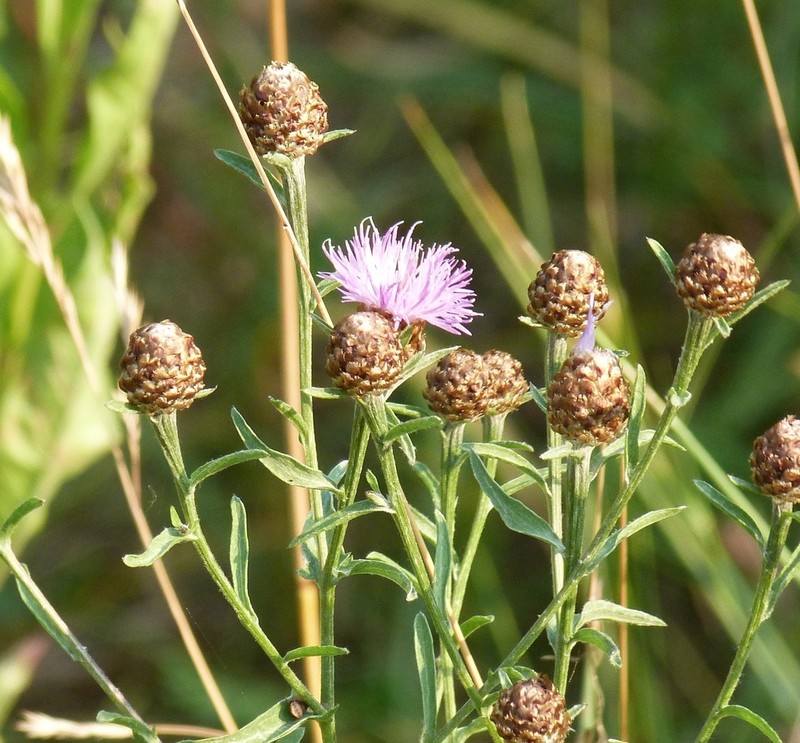 Centaurea thuillieri photo 6