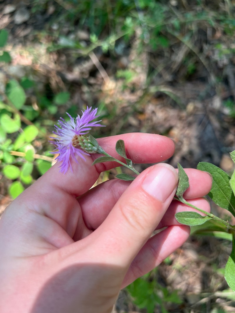 Centaurea thuillieri photo 7