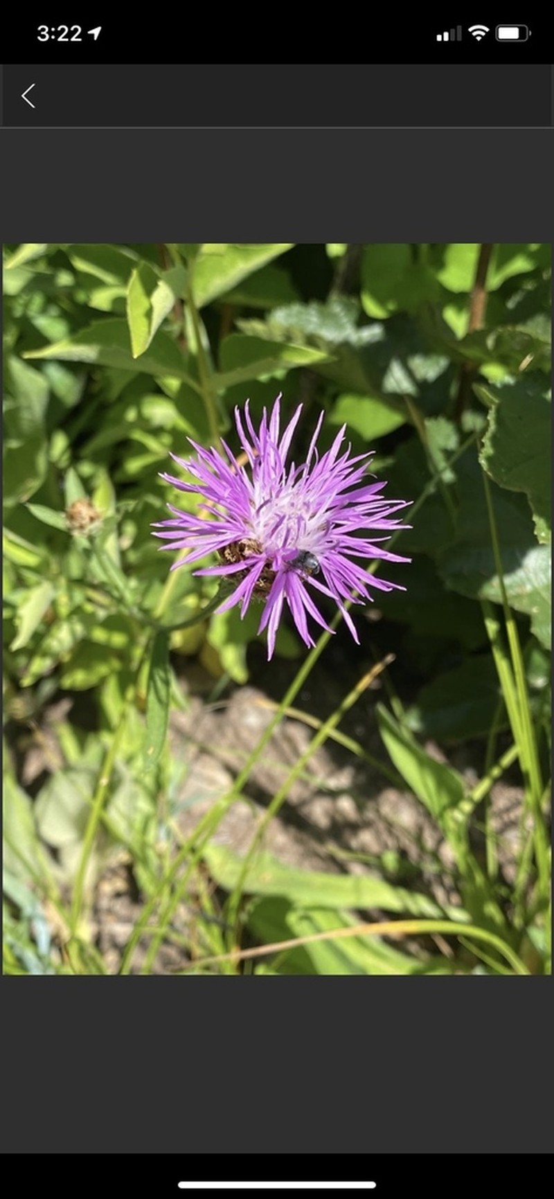 Centaurea thuillieri photo 8