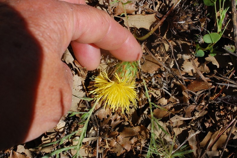 Centaurea toletana