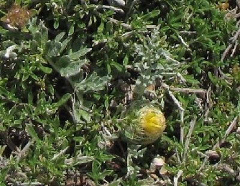 Centaurea toletana photo 2