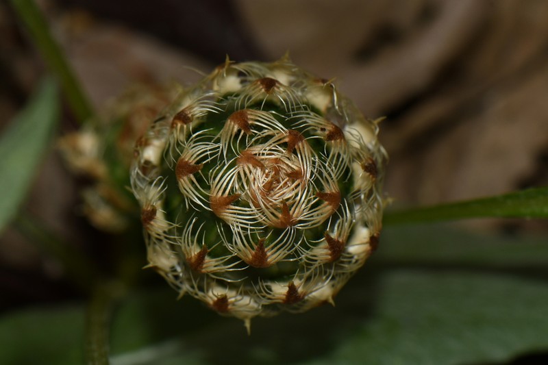 Centaurea toletana photo 3