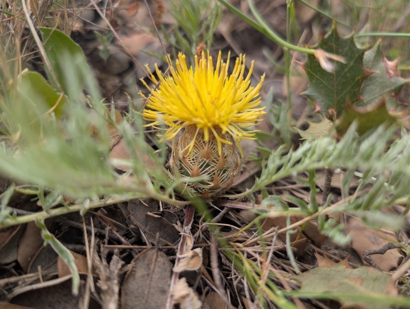 Centaurea toletana photo 4