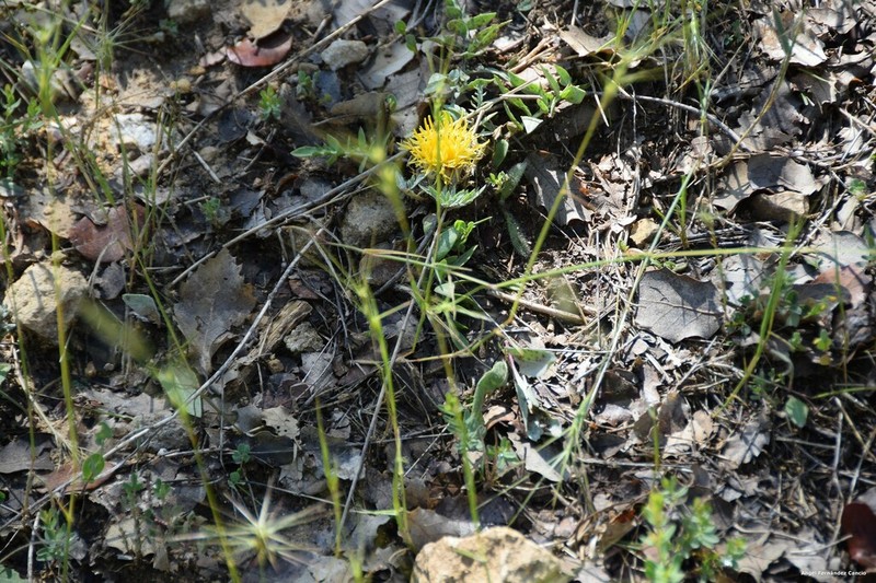 Centaurea toletana photo 6