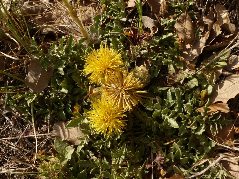 Centaurea toletana photo 7