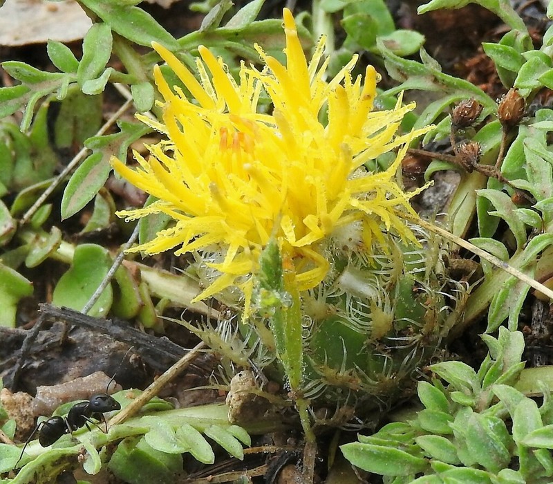 Centaurea toletana photo 8