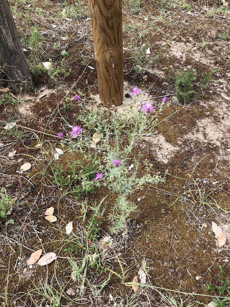 Centaurea tommasinii