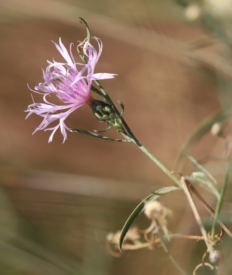 Centaurea tommasinii photo 2