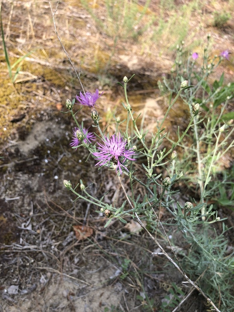 Centaurea tommasinii photo 3