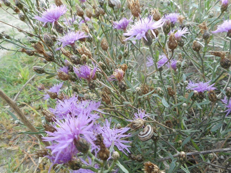 Centaurea tommasinii photo 4