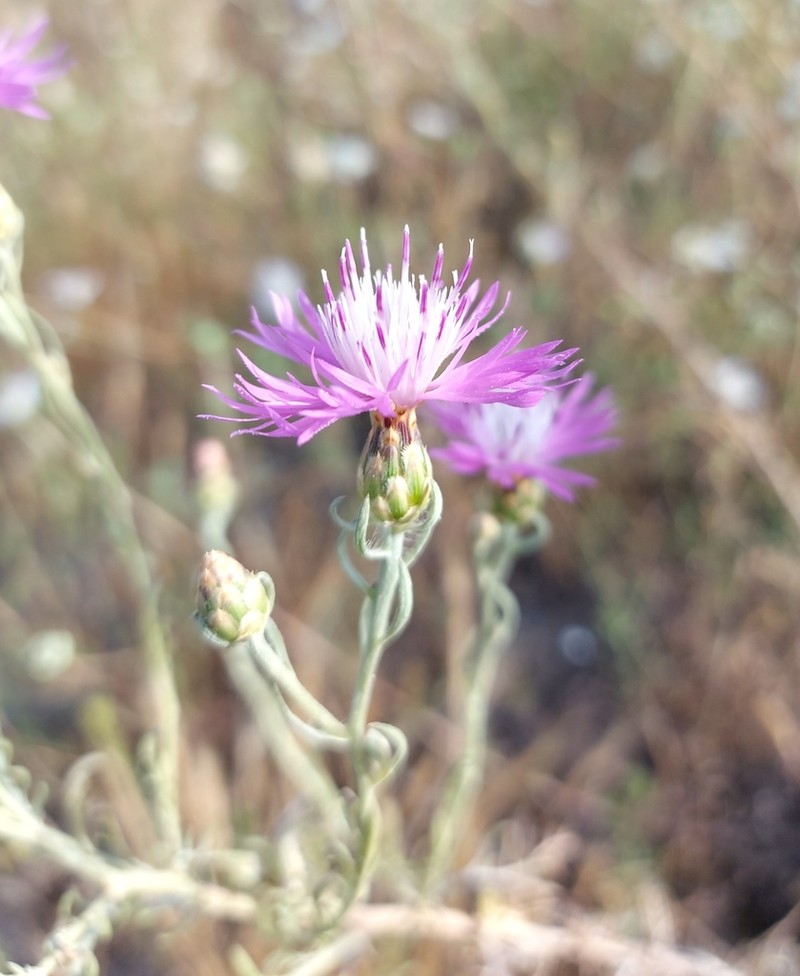 Centaurea tommasinii photo 5