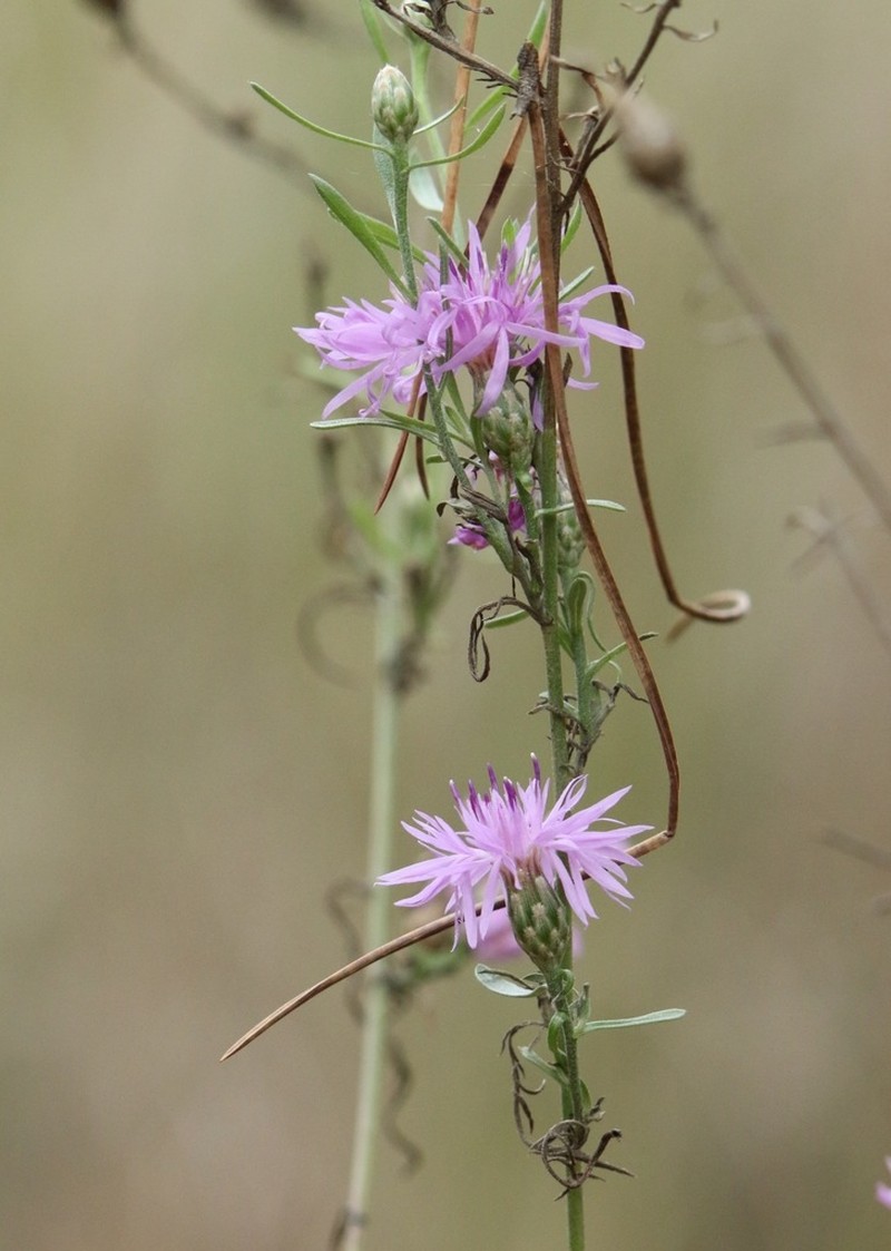 Centaurea tommasinii photo 6