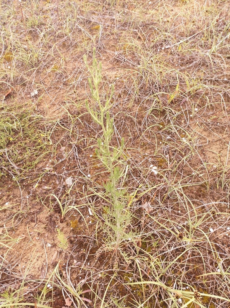 Centaurea tommasinii photo 7