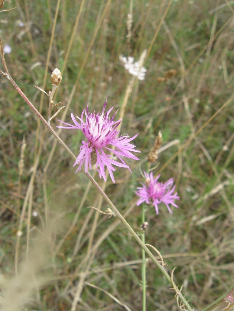 Centaurea tommasinii photo 8
