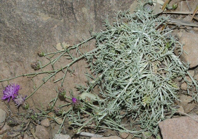 Centaurea tougourensis