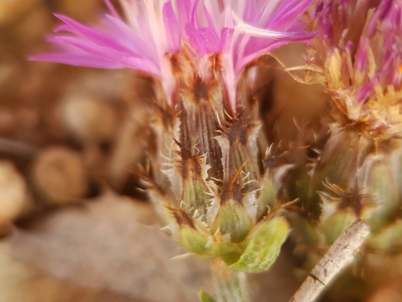 Centaurea tougourensis photo 2