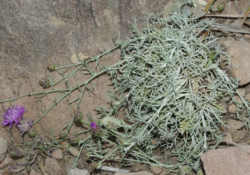 Centaurea tougourensis photo 4