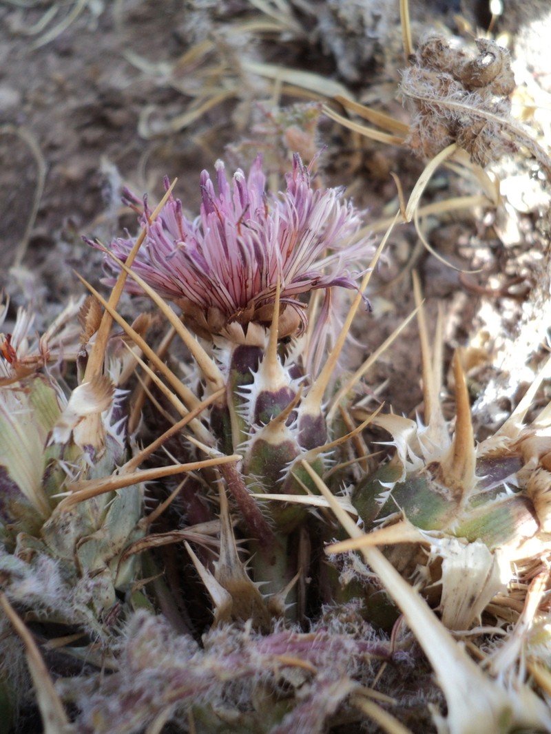Centaurea trachonitica