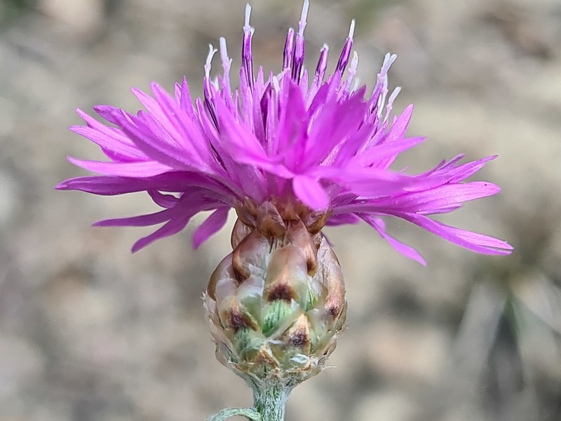 Centaurea transcaucasica