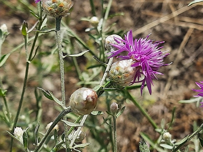 Centaurea transcaucasica photo 2