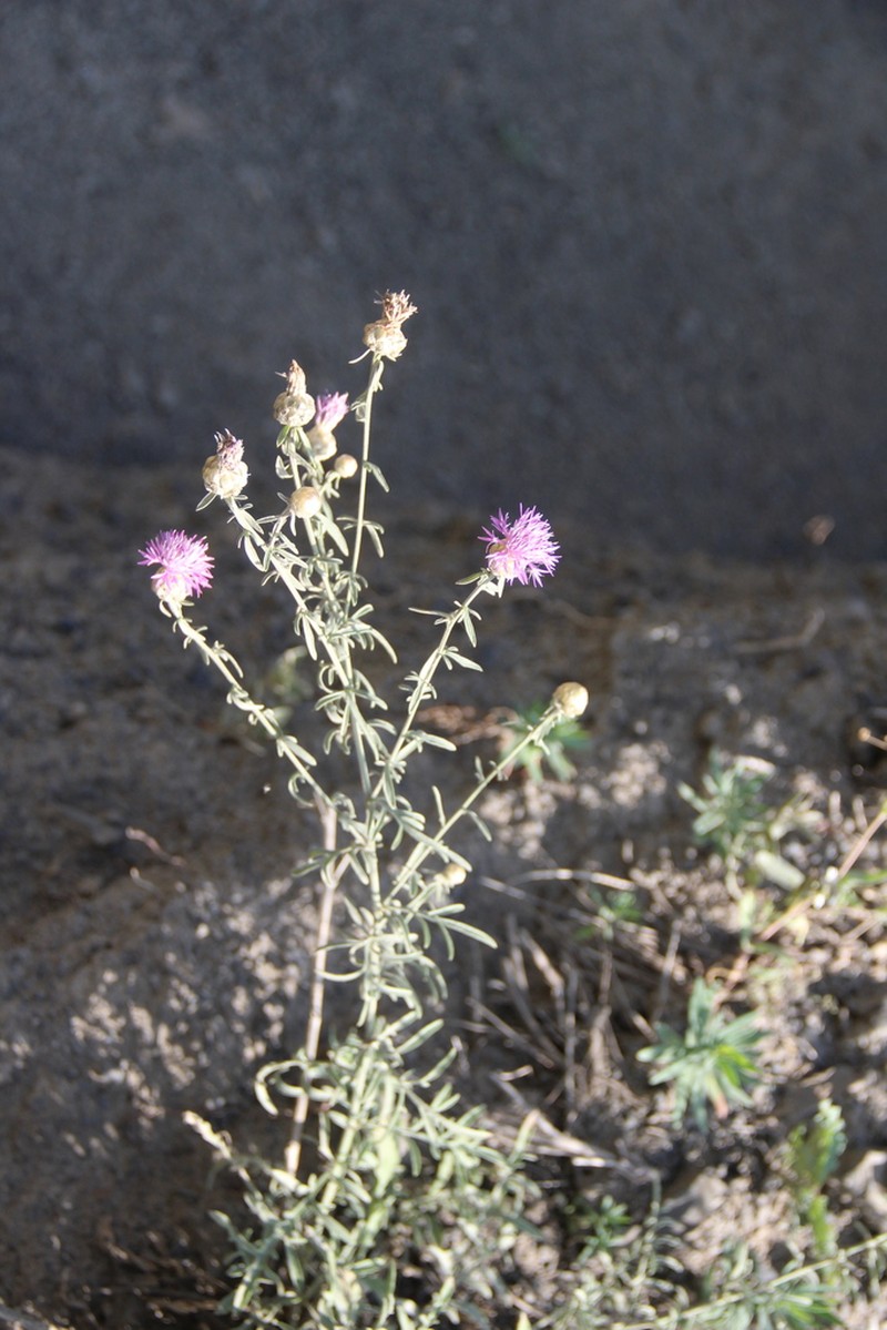 Centaurea transcaucasica photo 3