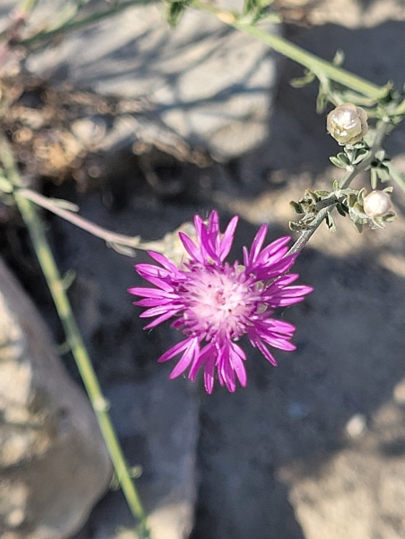 Centaurea transcaucasica photo 4