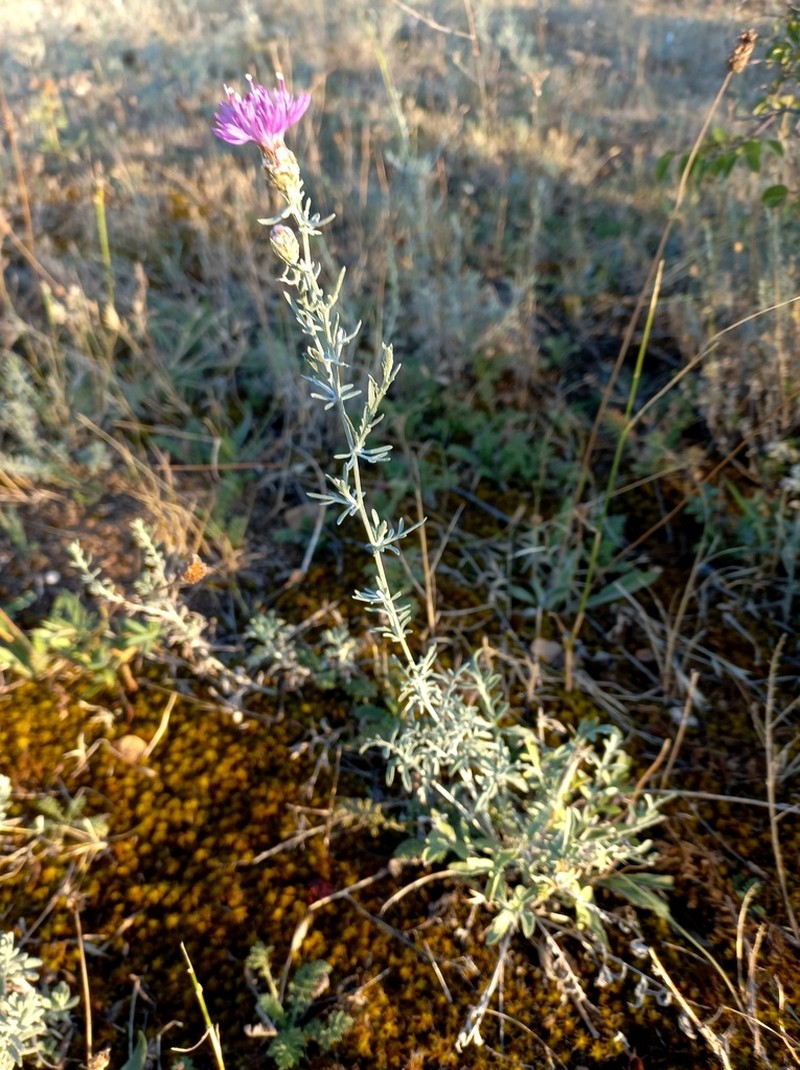 Centaurea transcaucasica photo 5