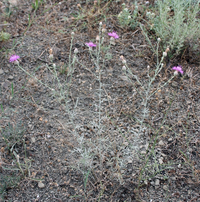 Centaurea transcaucasica photo 6