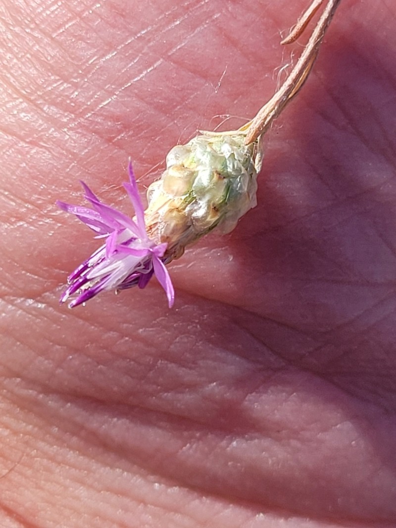 Centaurea transcaucasica photo 7