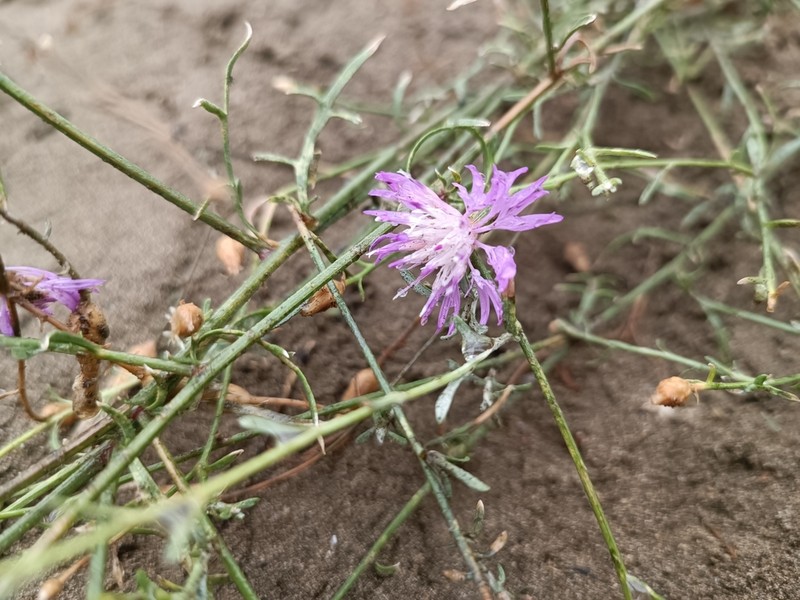 Centaurea transcaucasica photo 8