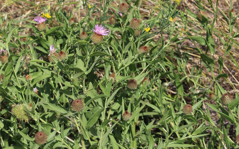 Feather-Head Knapweed