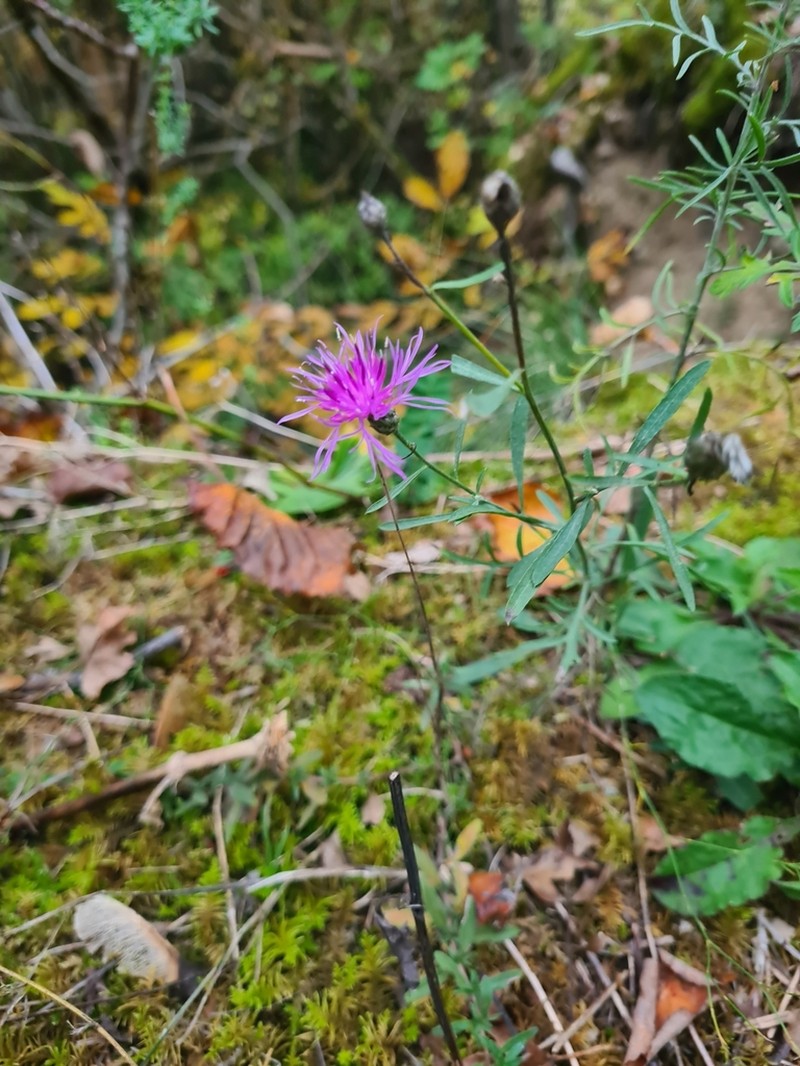 Centaurea triniifolia