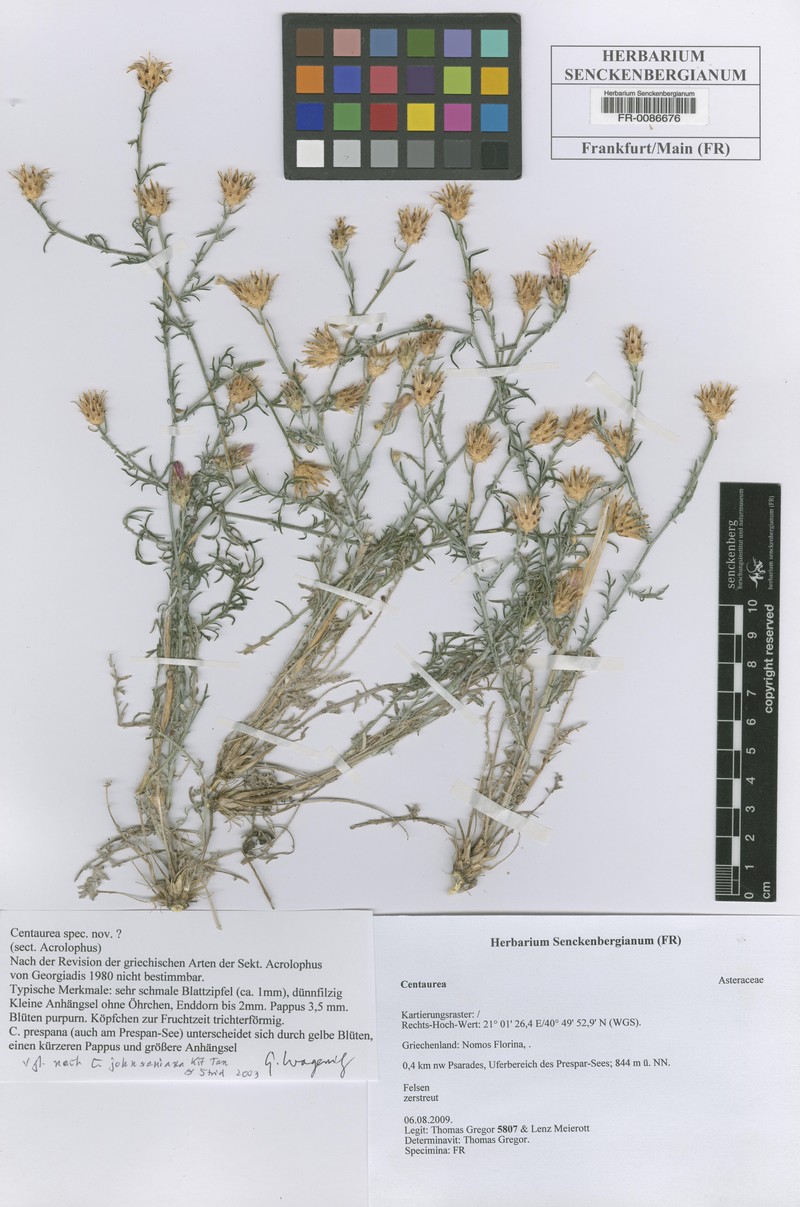 Centaurea triniifolia subsp. campylacme