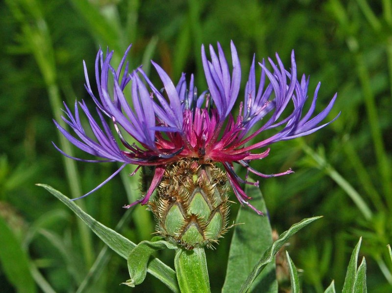 Centaurea triumfettii photo 2