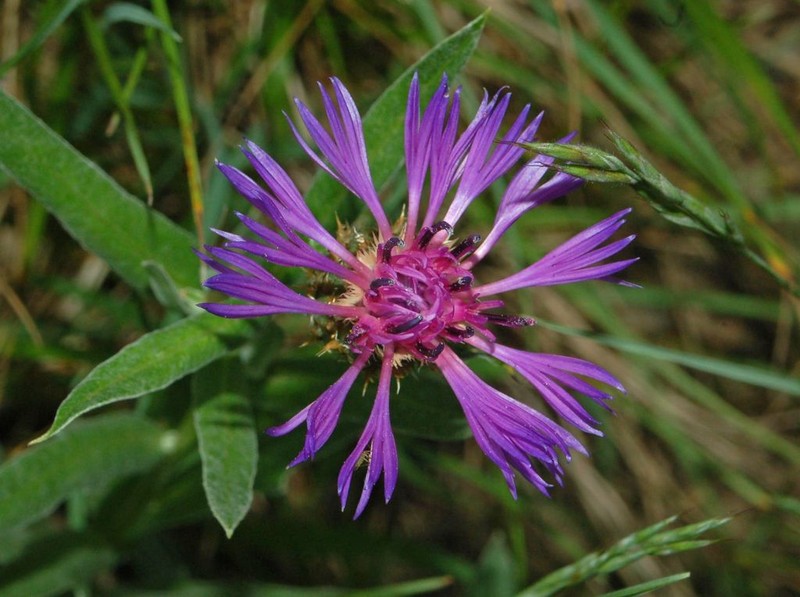 Centaurea triumfettii photo 3