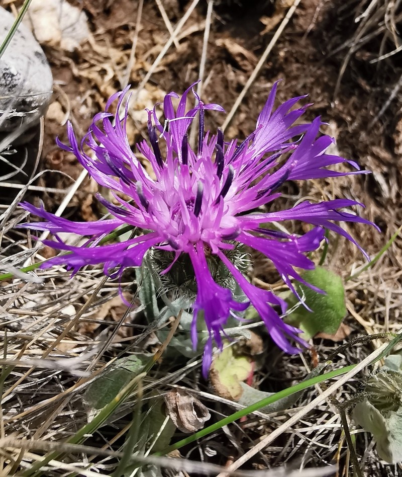 Centaurea triumfettii photo 4