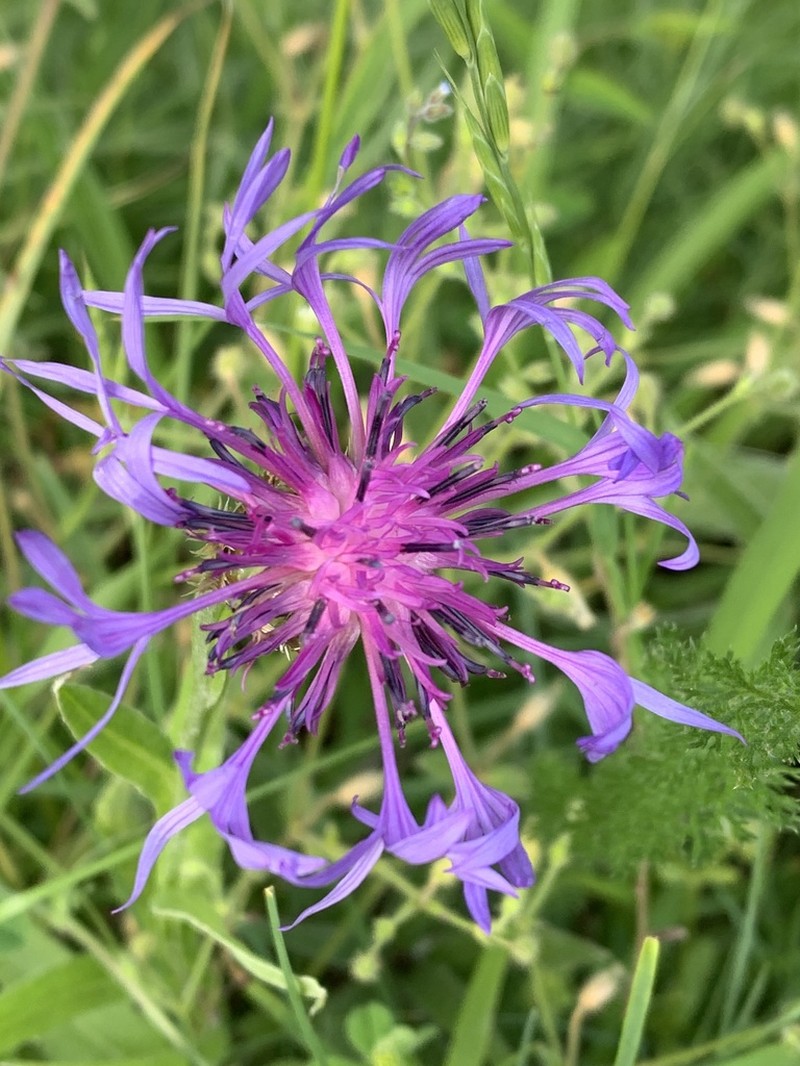 Centaurea triumfettii photo 5