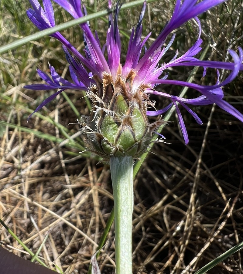Centaurea triumfettii photo 6